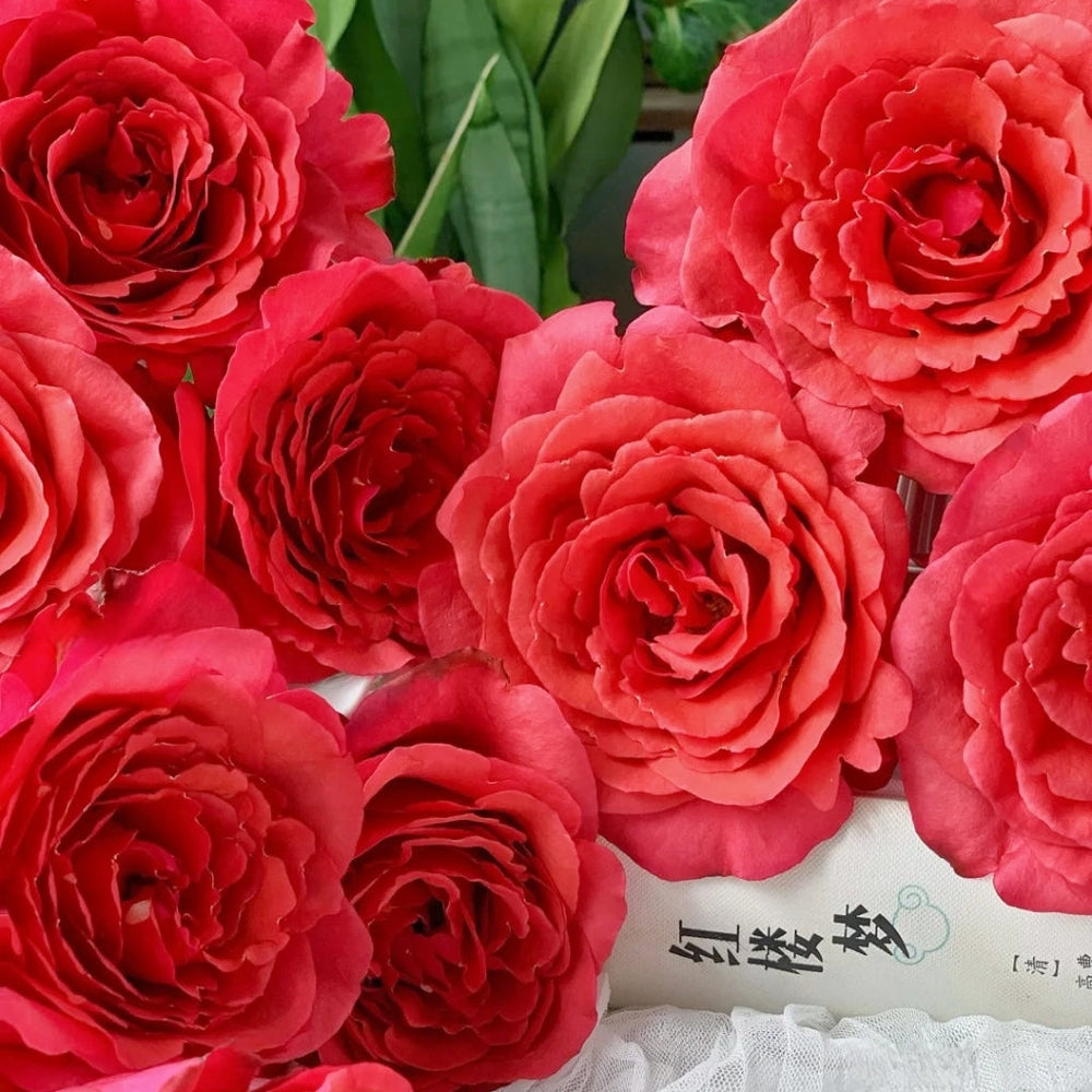 Red Chamber Rose