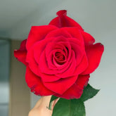 Red Feather Rose