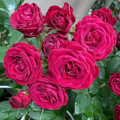 Red Lace Rose