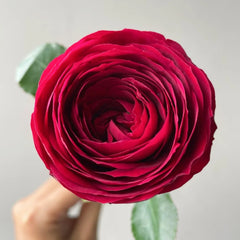 Red Lace Rose