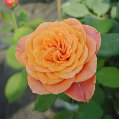 Richmond Park Rose