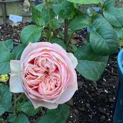 Royal Blush Rose