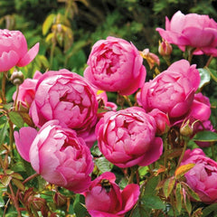 Royal Jubilee Rose