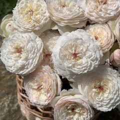 Savon Rose