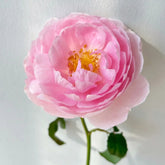 Scepter'd lsle Rose