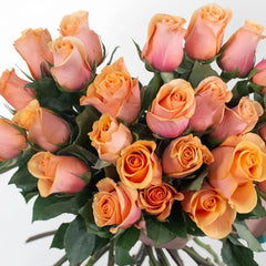 Serenade Rose