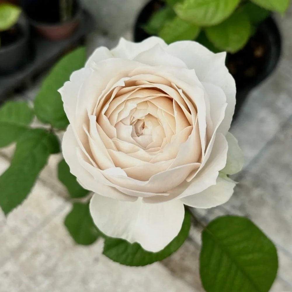 Shade of beige Rose