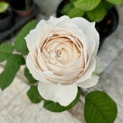Shade of beige Rose