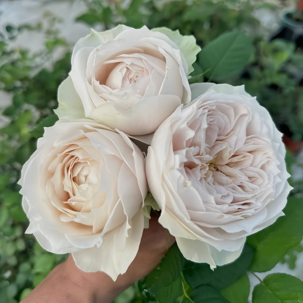 Shade of beige Rose