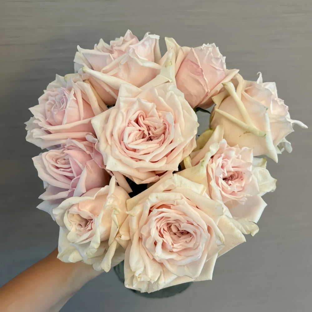 Shambhala Rose