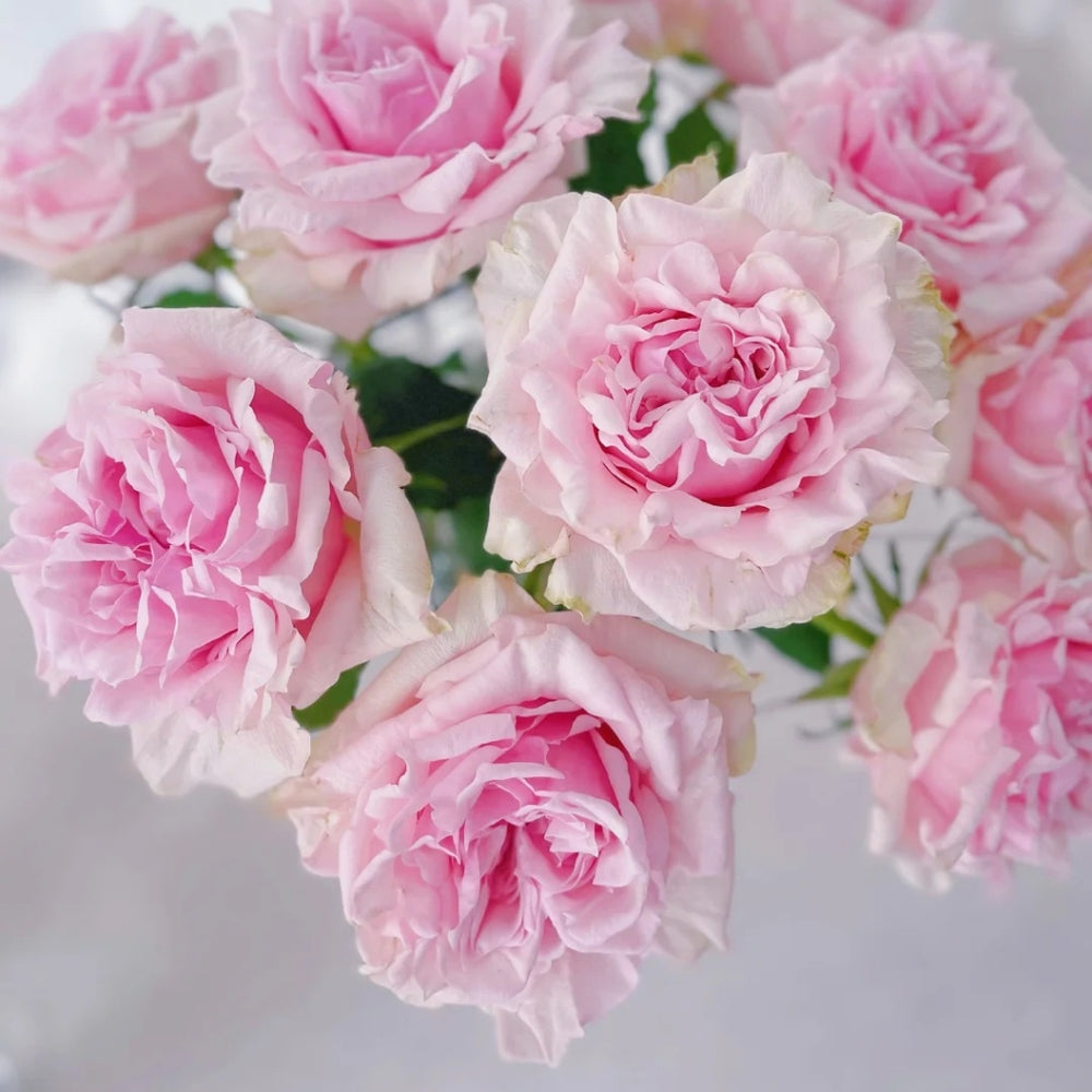 Shambhala Rose