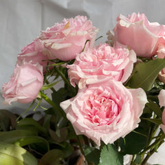 Shambhala Rose