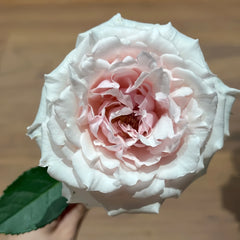 Shambhala Rose