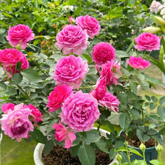 Sheherazade Rose