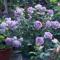 Shinoburedo Rose