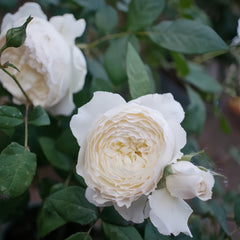 Shirabe Rose