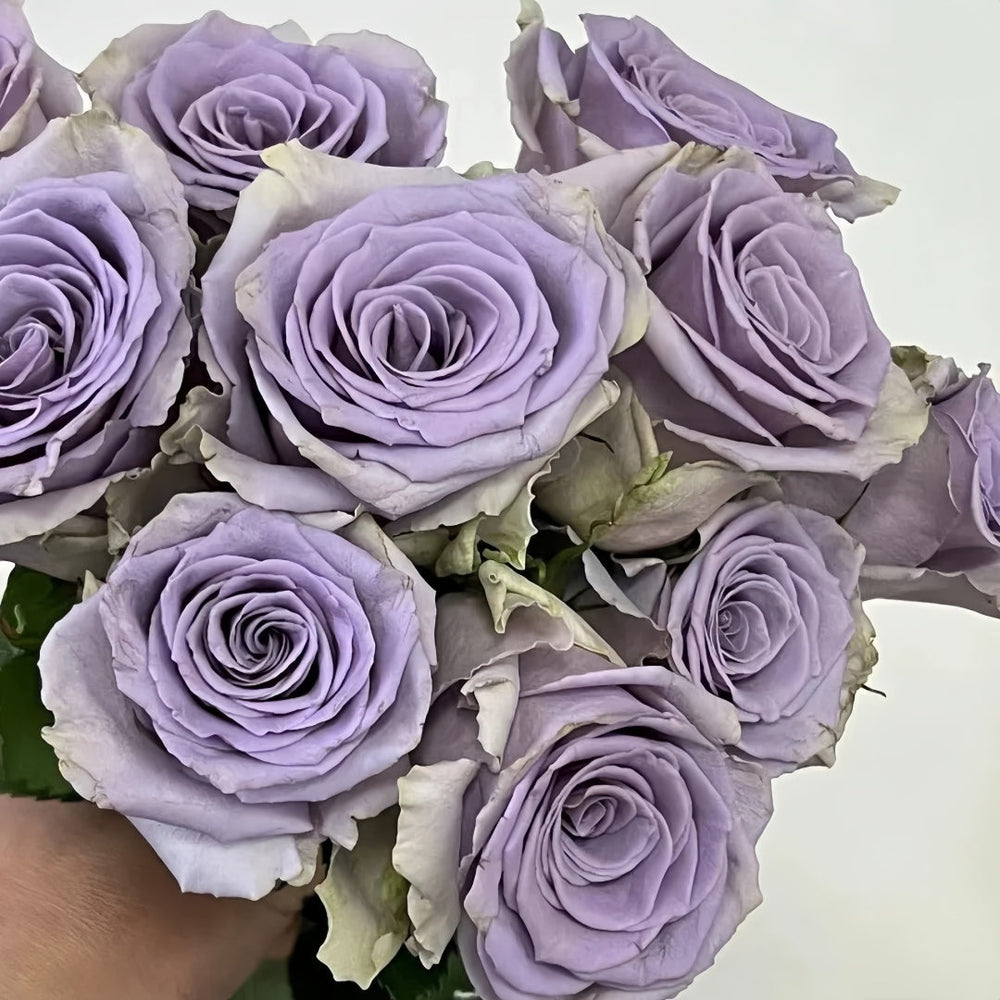 Shocking Blue Rose