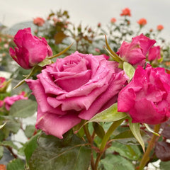 Shogun Rose