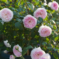 Silas Marner Rose