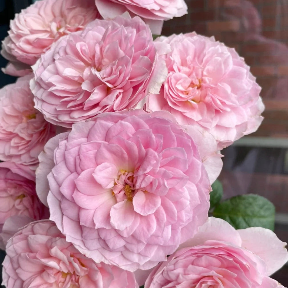 Silas Marner Rose