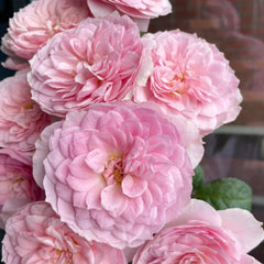 Silas Marner Rose