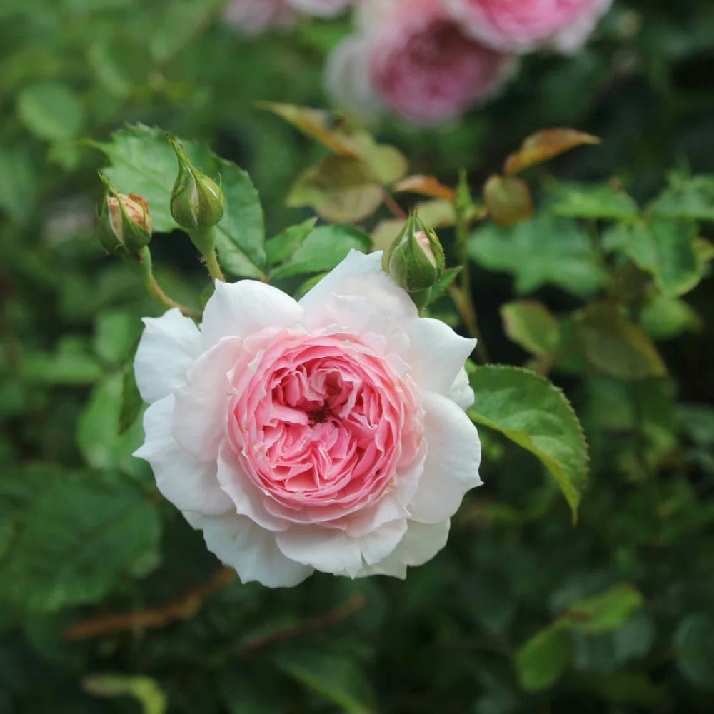 Silas Marner Rose