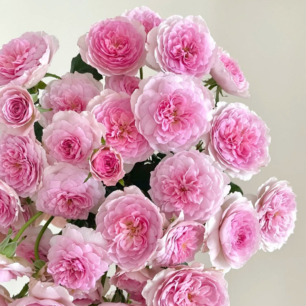 Silas Marner Rose