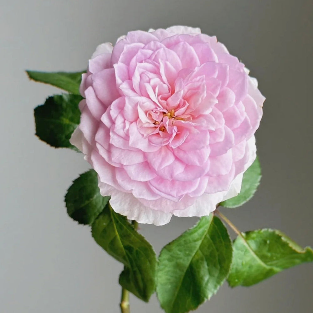 Silas Marner Rose