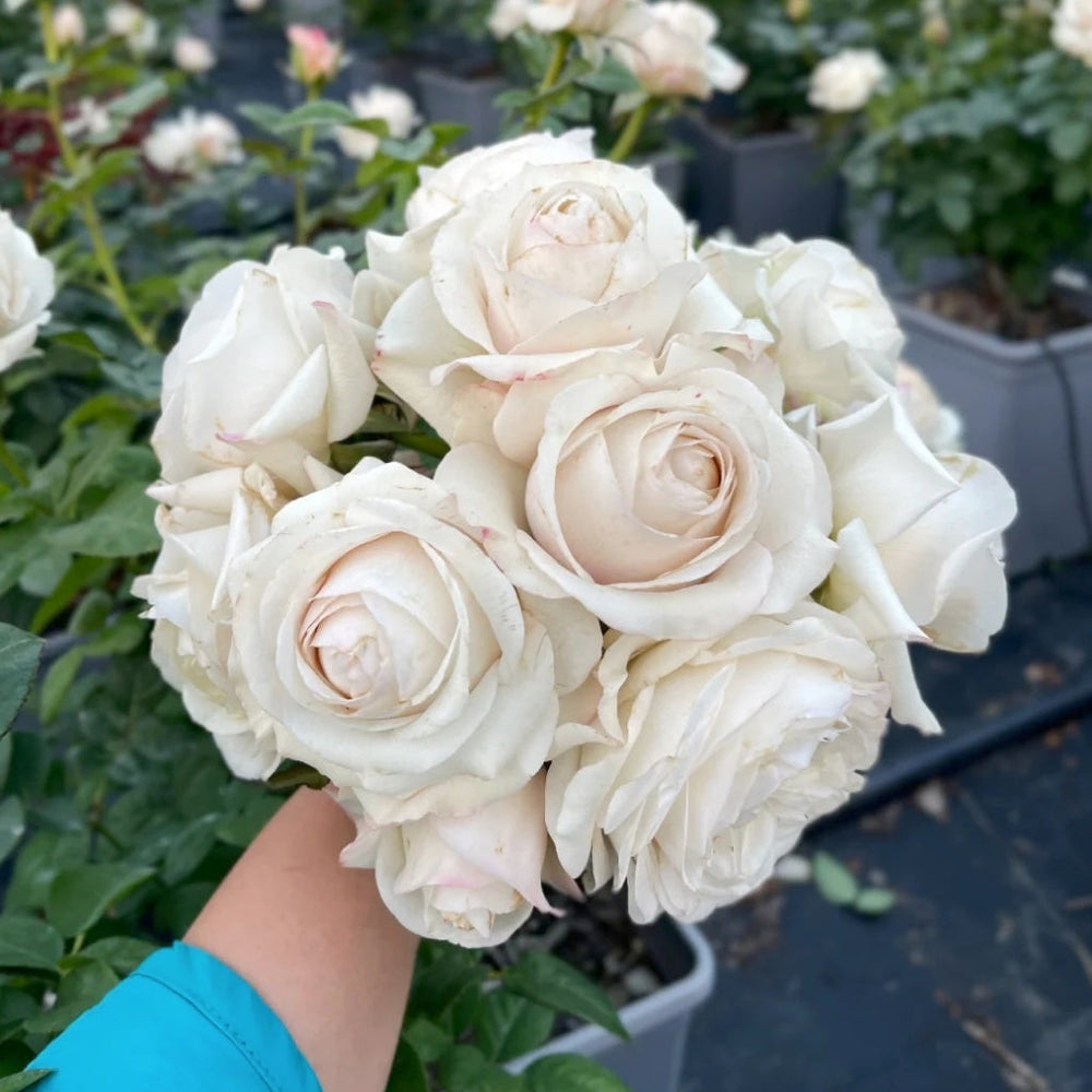 Silver Lining Rose
