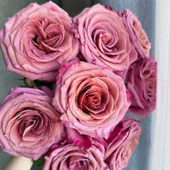 Single Malt Rose Plant