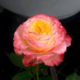 Skittles Rose