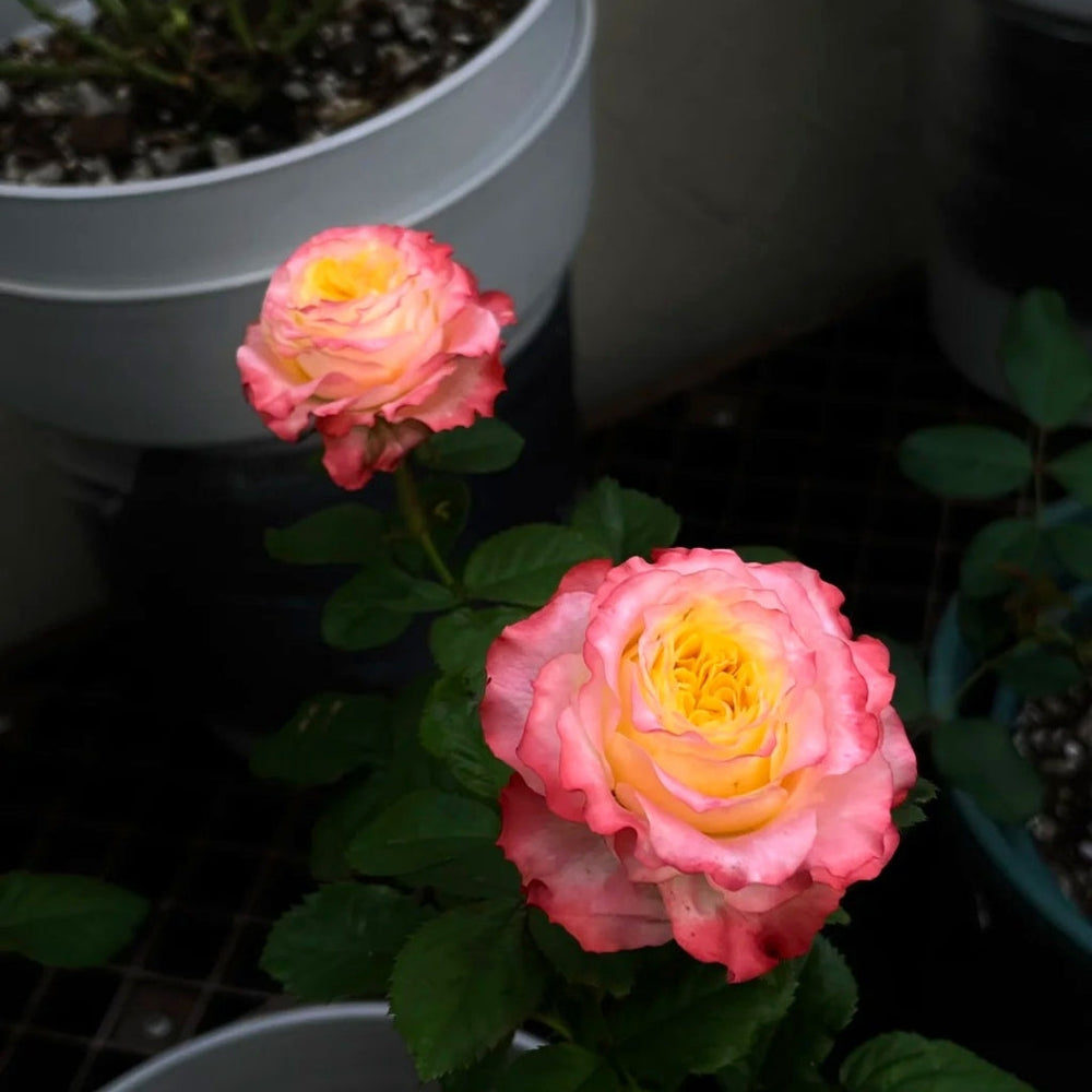 Skittles Rose