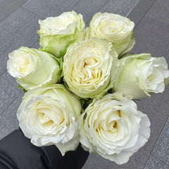 Snowball Rose