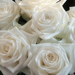 Snowdon Rose
