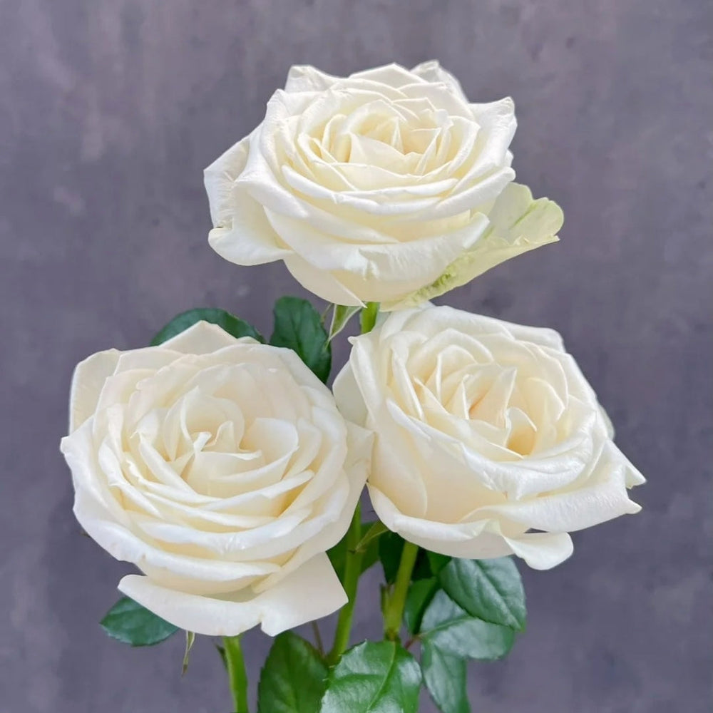 Snowstorm Rose