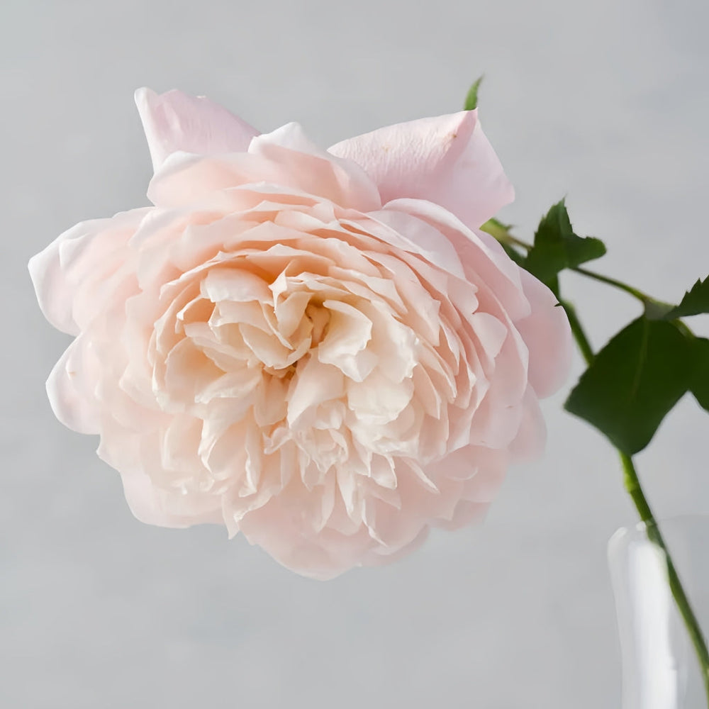 Solahana Rose