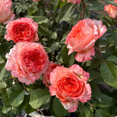 Special Song Rose