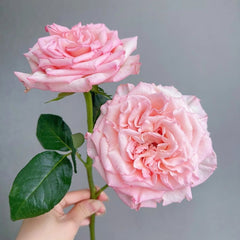 Spring Ballet Rose