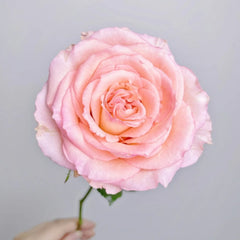 Spring Ballet Rose