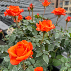 Sputnik Rose