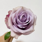 Star Platinum Rose
