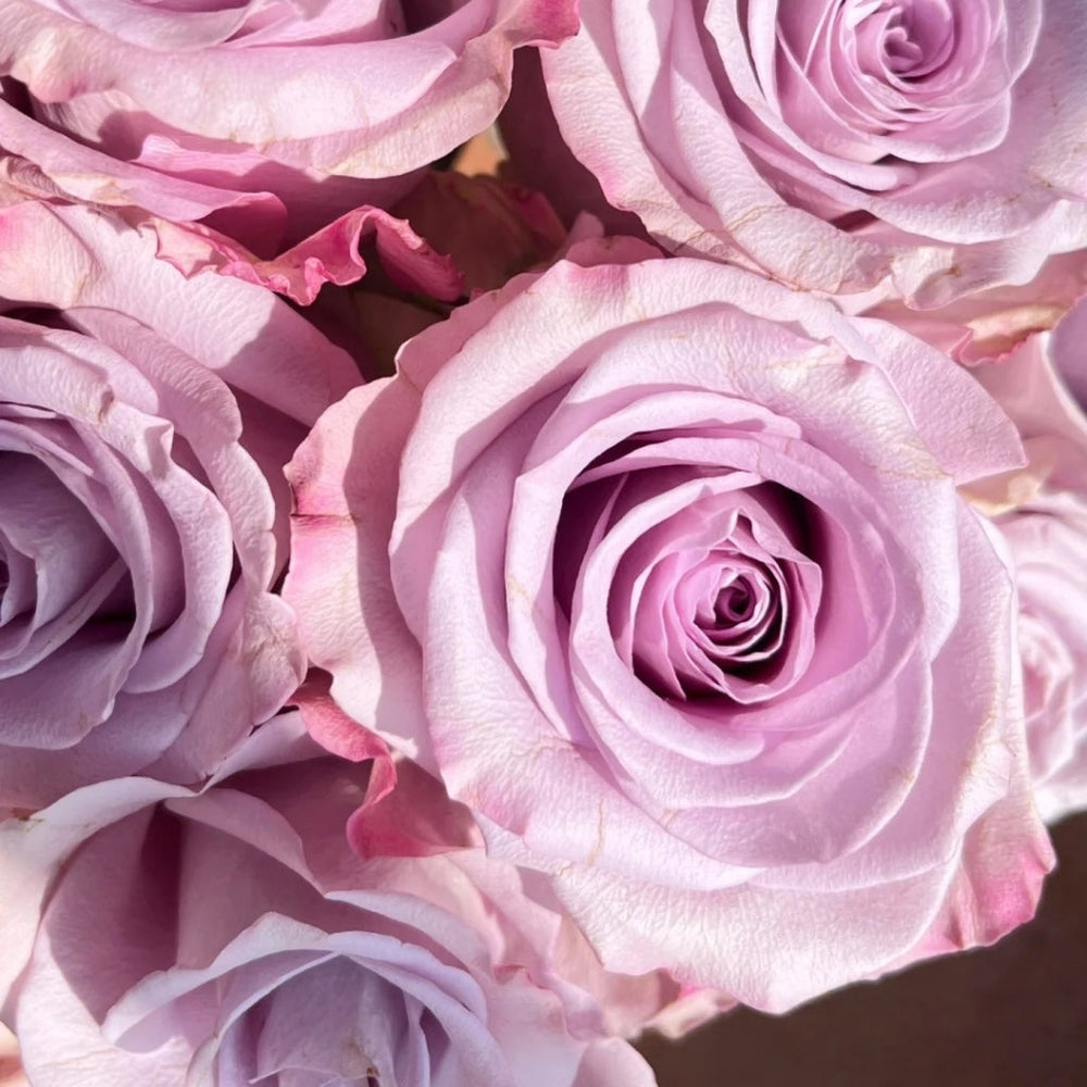 Star Platinum Rose