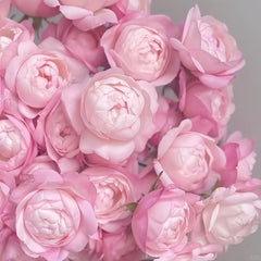 Strawberry Macaron Rose