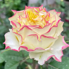 Stylist Rose