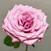 Su Mei Zi Rose
