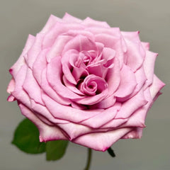 Su Mei Zi Rose