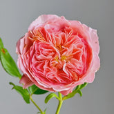 Summer Fireworks Rose