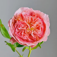 Summer Fireworks Rose