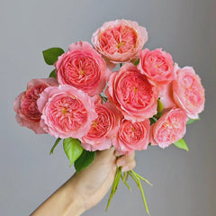 Summer Fireworks Rose