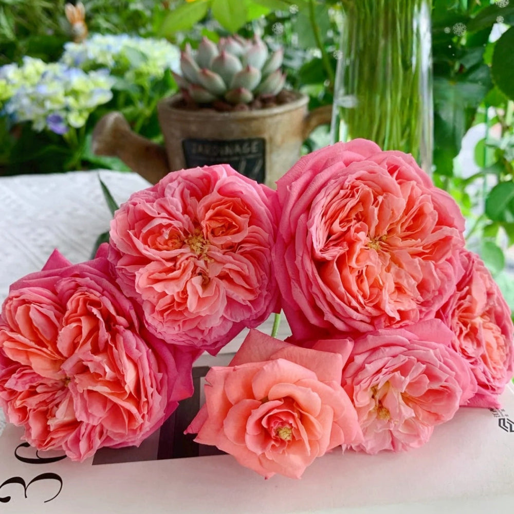 Summer Fireworks Rose